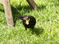 4)Blackbird gathering food.JPG