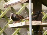 5)Starling gathering food.JPG