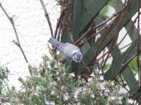 7)Blue Tit.JPG