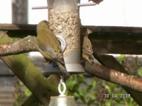 9) Greenfinch.JPG