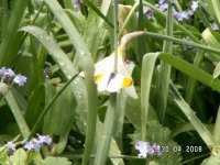 10)Orange Tip.JPG