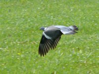 L1180767_Wood Pigeon.jpg