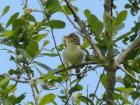 L1180804_Melodious Warbler.jpg