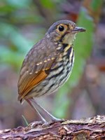 antpitta BF.jpg