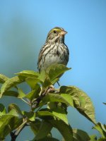 Savannah Sparrow.jpg