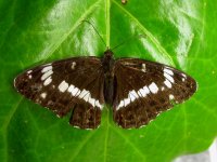 white admiral ex5155 (800).JPG