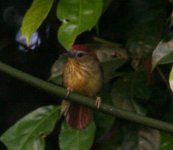 StripedTit-Babbler.jpg