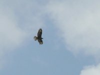 L1190834_Honey Buzzard.jpg