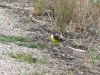 L1190694_Yellow Wagtail.jpg