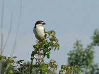 L1190905_Woodchat Shrike.jpg