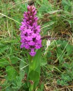 (5) Northern Marsh Orchid.JPG