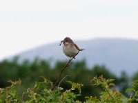 (4) Whitethroat.JPG