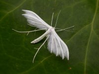 Pterophorus pentadactyla ex5176 (800).JPG