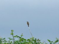 (1) Sedgewarbler.JPG