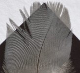 feather_crop.jpg