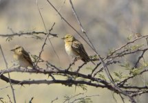 unknown etosha finch.JPG