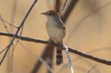 unknown etosha.JPG