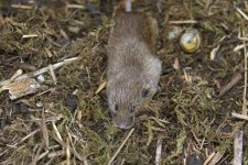 20210312 (8)_Field_Vole.jpg