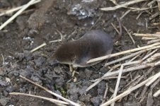 20210312 (9)_Common_Shrew.jpg