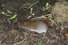 20210312 (11)_Field_Vole.jpg