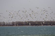 Black-Headed Gull.jpeg