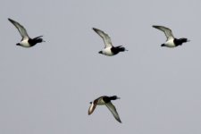 Tufted Duck - Gedalou.jpeg