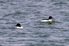 Common Merganser - male.jpeg