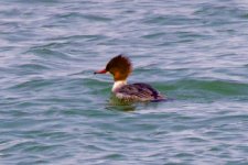 Common Merganser - female.jpeg