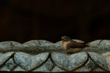 Blue-throated Flycatcher fem (1).jpeg