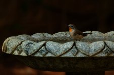 Blue-throated Flycatcher fem (2).jpeg