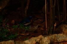 Blue-throated Flycatcher male (1).jpeg