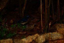 Blue-throated Flycatcher male (2).jpeg