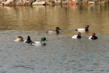 Falcated Duck w- Common Pochard.jpeg