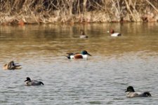 Falcated Duck - Northern Shoveler - Common Pochard.jpeg