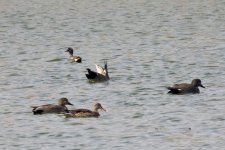 Falcated Duck - Gadwal - Eastern Spot-Billed Duck.jpeg