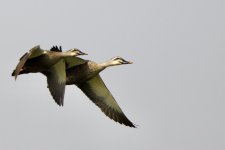 Eastern Spot-Billed Duck.jpeg