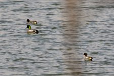 Eurasian Teal w- Falcated Duck.jpeg