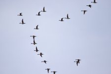 Northern Pintail (1).jpeg