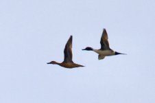 Northern Pintail.jpeg