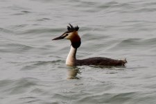 Great Crested Grebe.jpeg