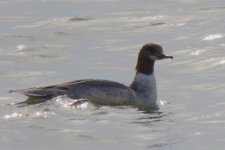 Common Merganser (3).jpeg