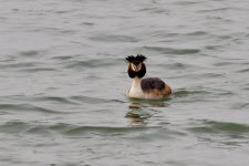 Great Crested Grebe (1).jpeg