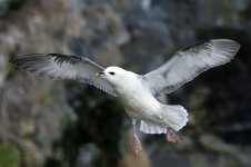 Fulmar-(126)-fbook.jpg