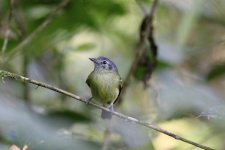 Plumbeous crowned 3 .jpg