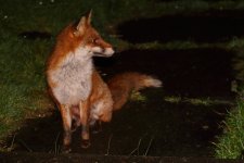 20210326 (1)_Red_Fox.jpg