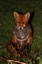 20210326 (6)_Red_Fox.jpg