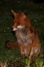 20210326 (7)_Red_Fox.jpg