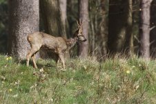 20210327 (7)_Roe_Deer.jpg