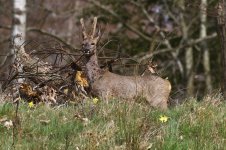 20210327 (10)_Roe_Deer.jpg