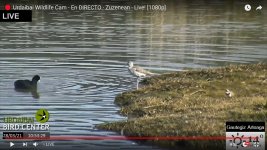 20201-03-28 Little Ringed Plover.jpg